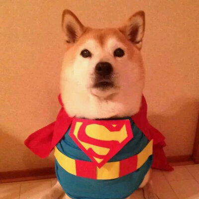 柴犬搞笑头像