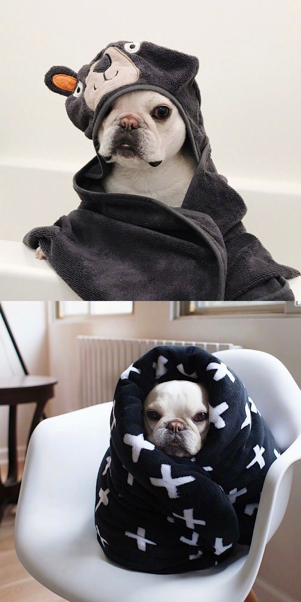 法斗- 堆糖,美图壁纸兴趣社区