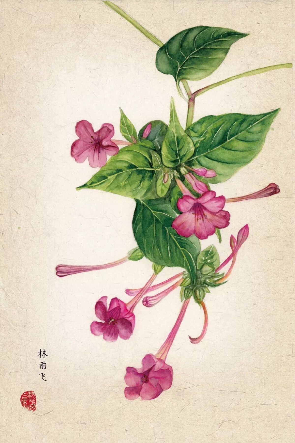 紫茉莉:嫣红姹紫让夭斜