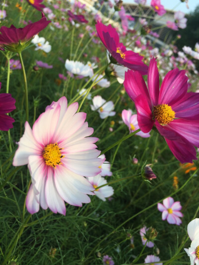 格桑花