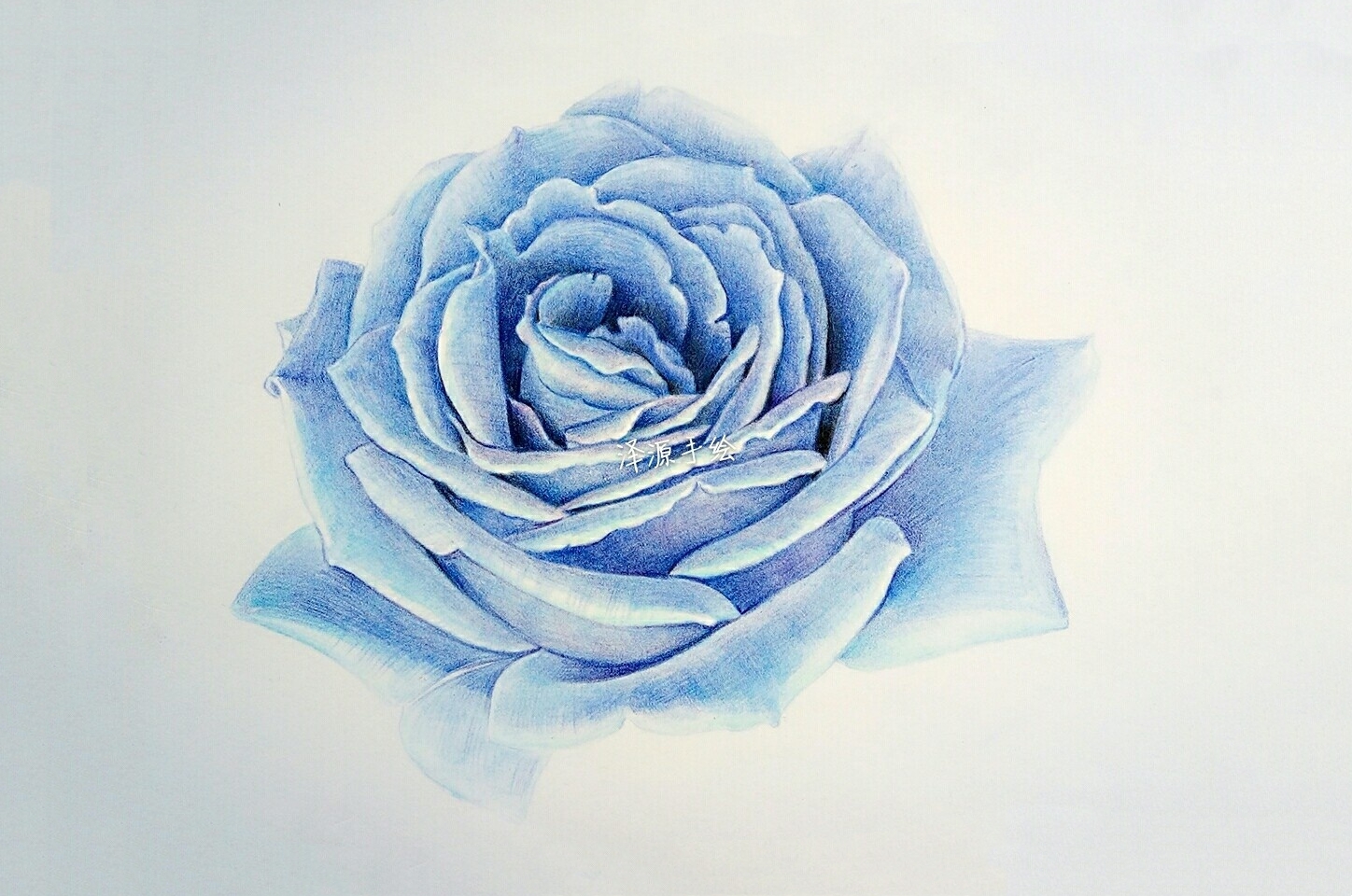 蓝玫瑰 彩铅图片