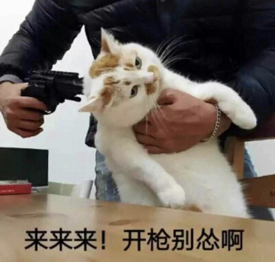 拿枪对着猫的表情包图片