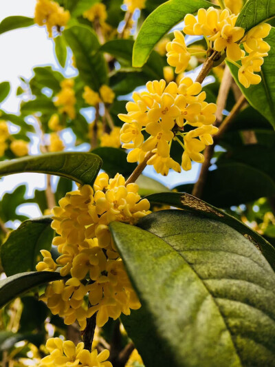 粉色桂花