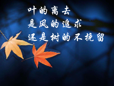 叶的离去是风的追求还是树的不挽留——三毛