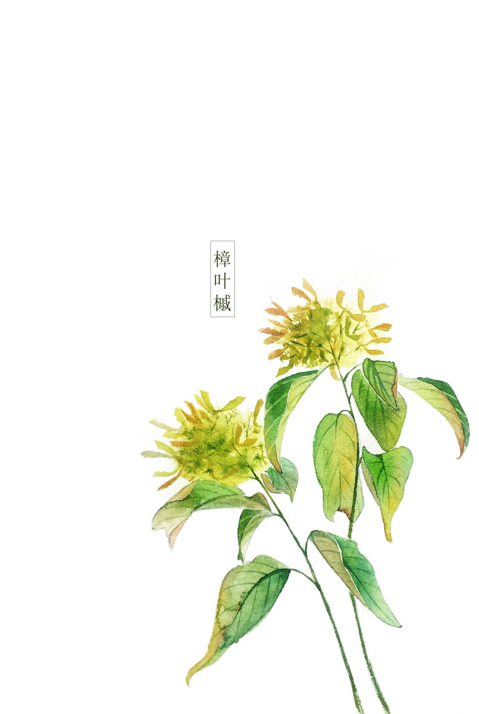 樟叶槭