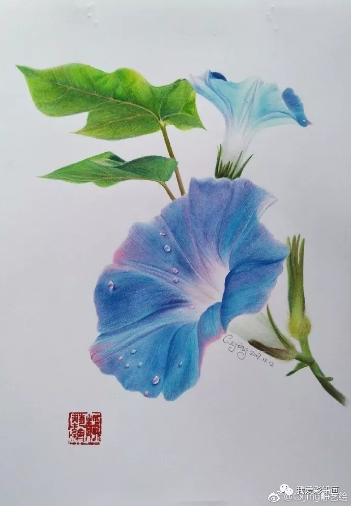 彩铅手绘牵牛花