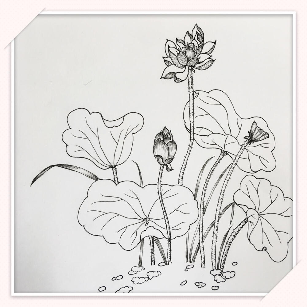 手绘线稿简单花卉图片