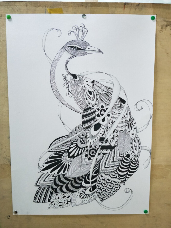 孔雀黑白线描画