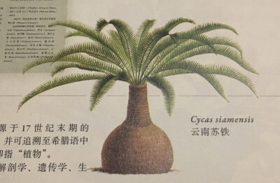 《英国园艺学会植物学指南 云南苏铁