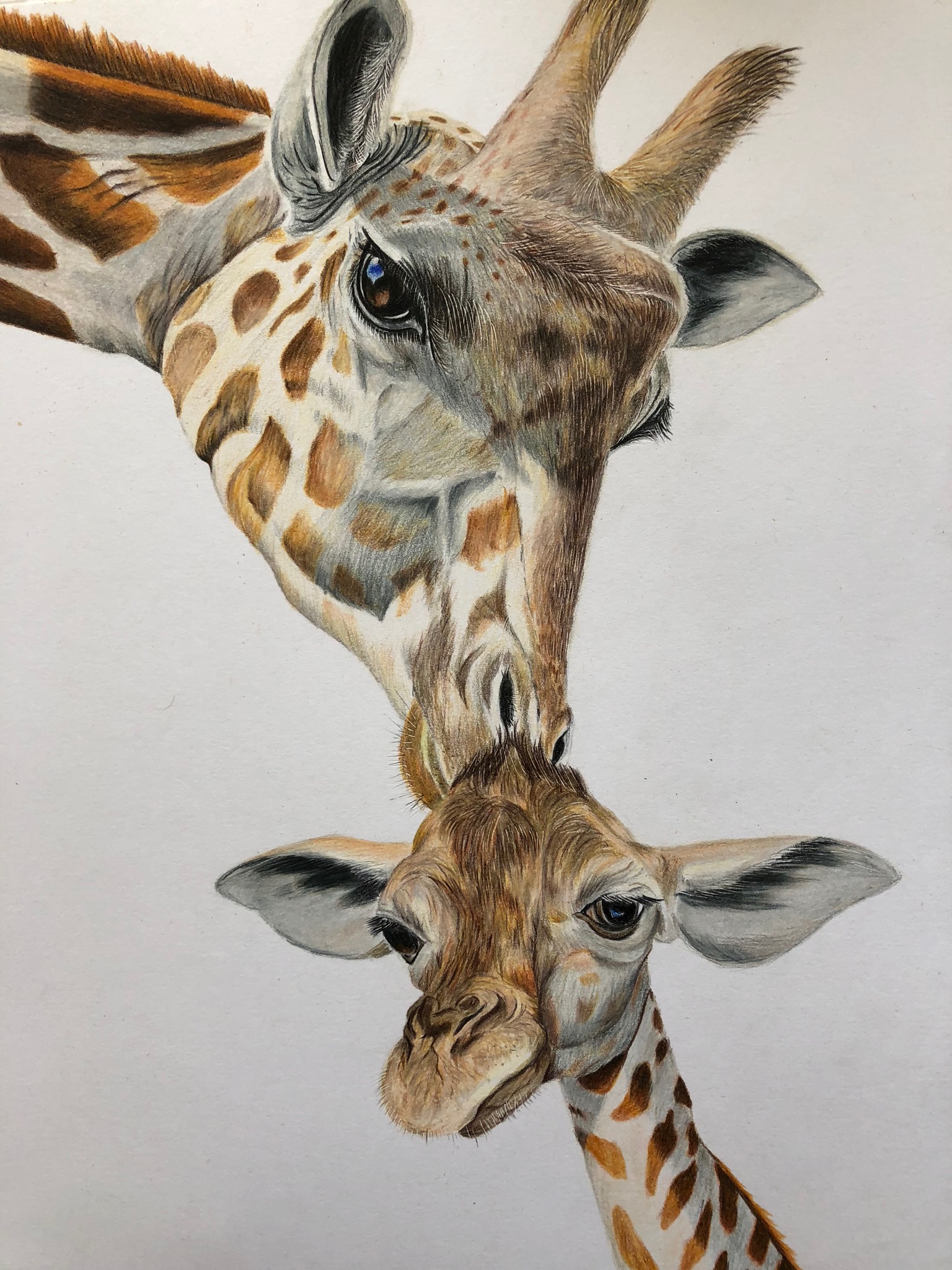 长颈鹿怎么画 彩铅图片