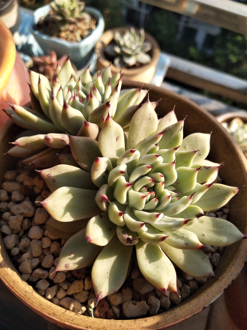 多肉都在跌价,这盆绿爪,买来的时候五厘米不到要九十米,现在七八厘米