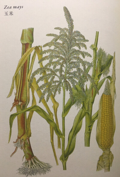 玉米植物