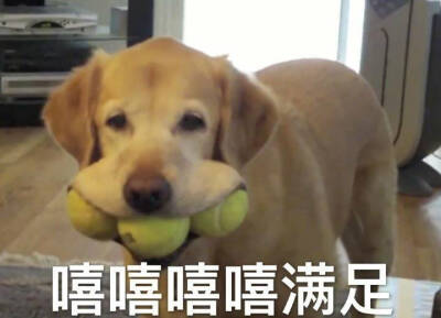嘻嘻嘻嘻满足 狗狗 表情包