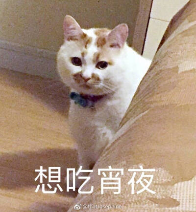 不能吃宵夜