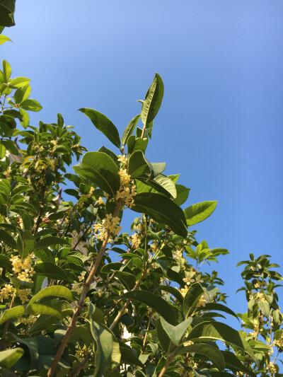 桂花 蓝天