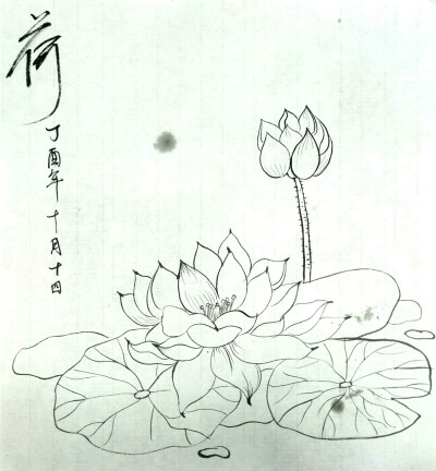 国画花鸟白描底稿