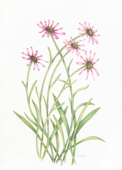 紫锥菊
