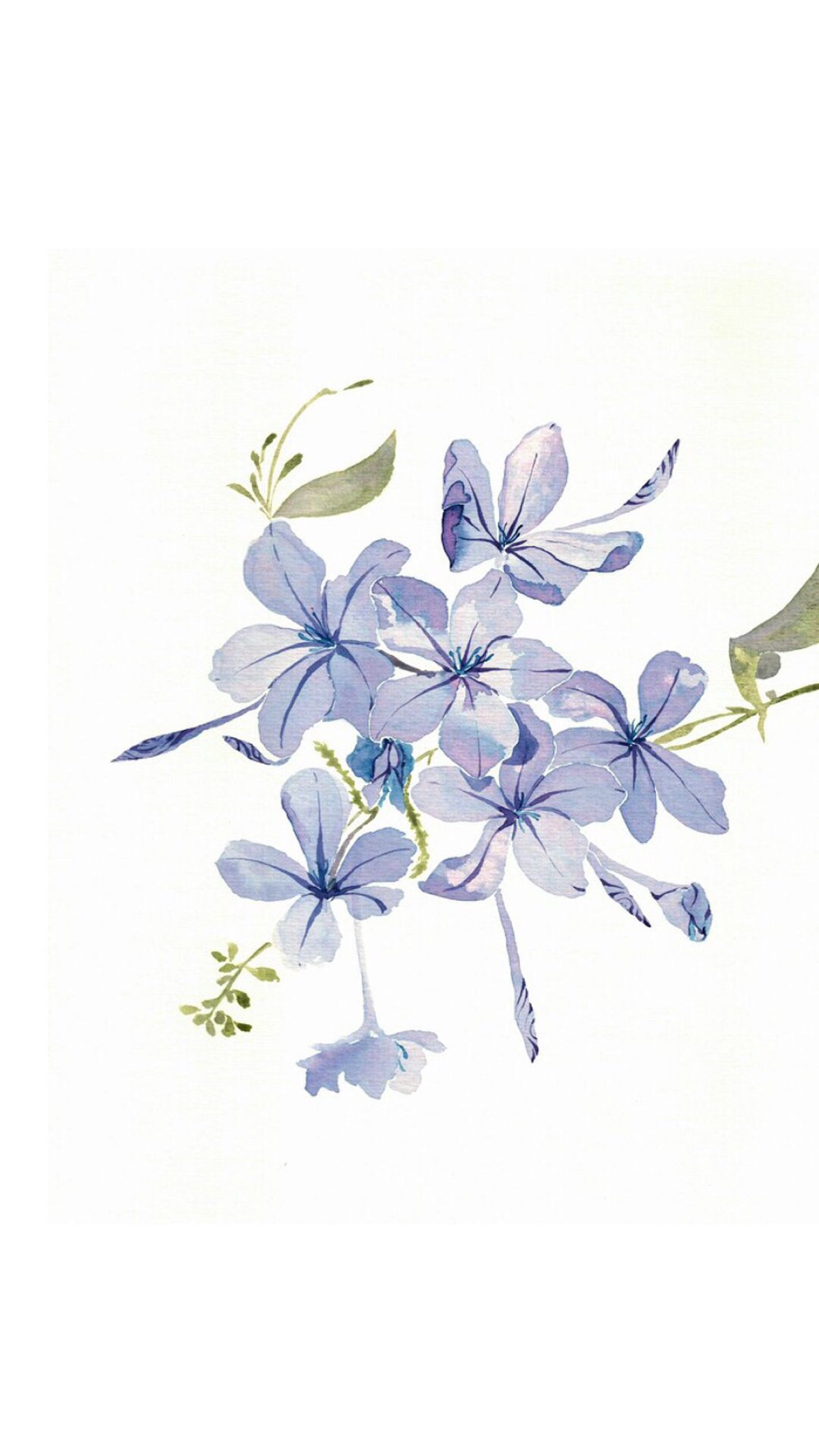 手绘水彩手绘花手绘作品