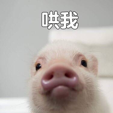 猪的小表情emoji所有图片