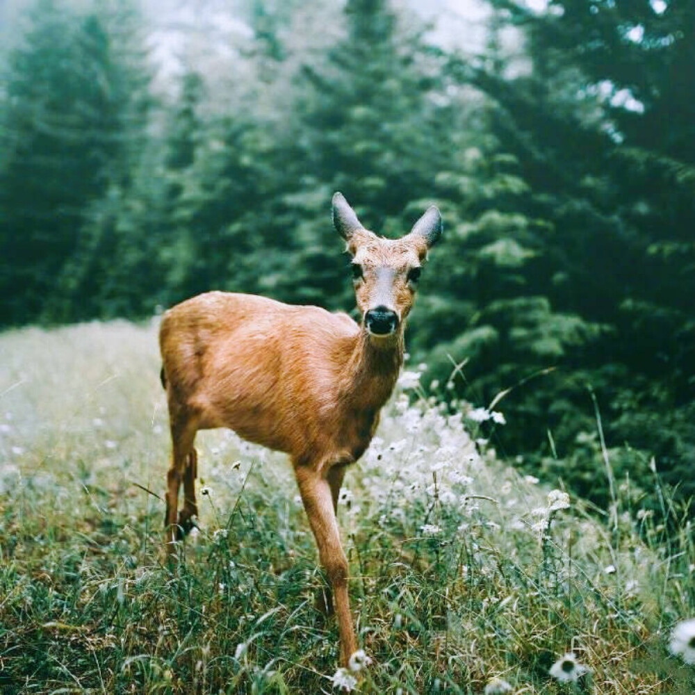 适合林深时见鹿的头像图片