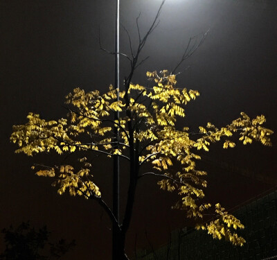 夜晚咖啡店冬天