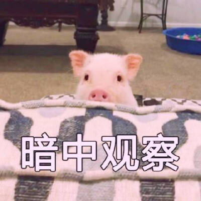 猪猪表情包