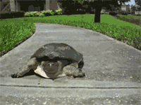 乌龟爬行动图图片
