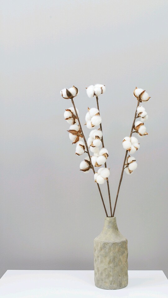 棉花壁纸