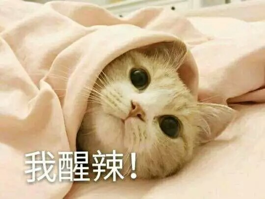 表情包猫咪