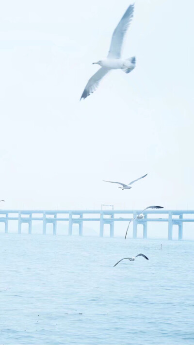 海鸥