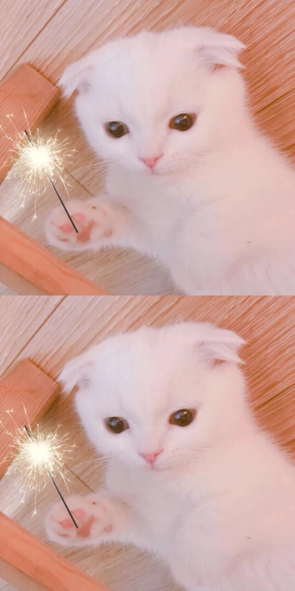 可爱 猫咪 壁纸