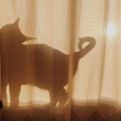 猫的影子头像图片