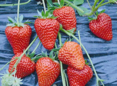 特大早熟草莓品种图片