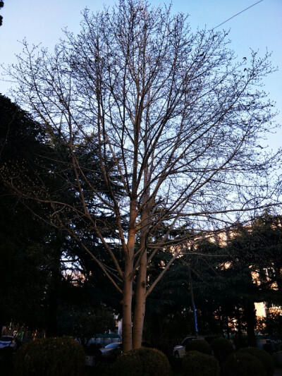 学校里的树