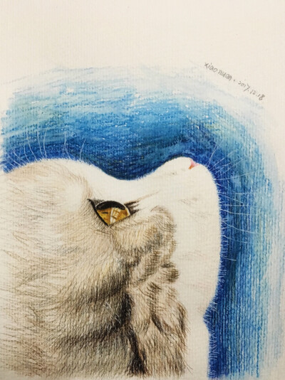 仰望星空·猫