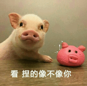 刚刚看到你了猪的图片图片