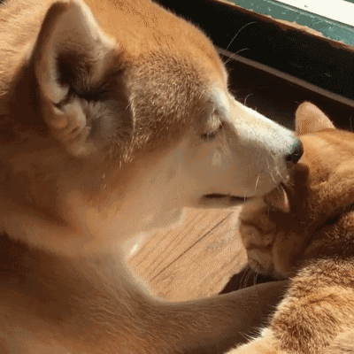 秋田犬x橘猫 - 堆糖,美图壁纸兴趣社区