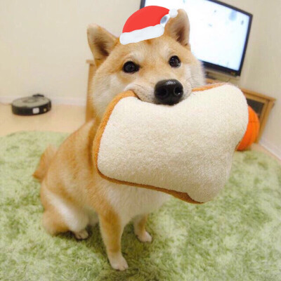 戴圣诞帽的狗头像图片