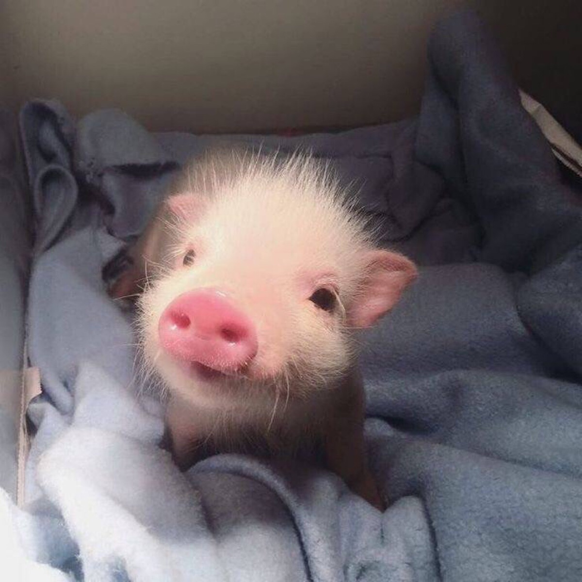 小猪头像真实可爱图片