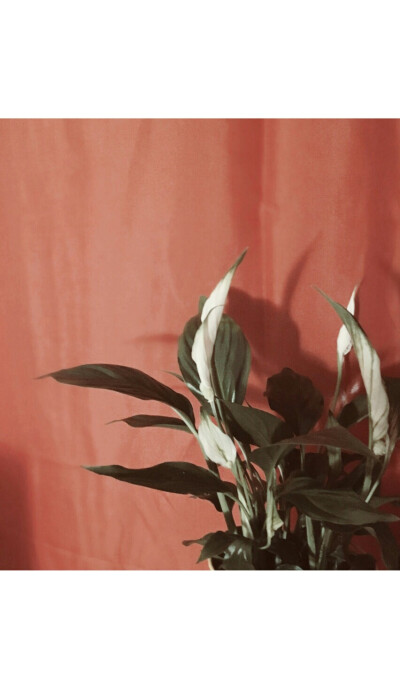 丸子呀-  发布到  北欧 图片评论 0条  收集   点赞  评论  ins风壁纸