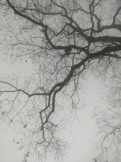 壁纸 枯树