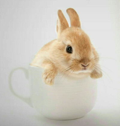 茶杯兔表情包图片