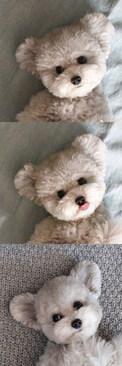 狗子奶油