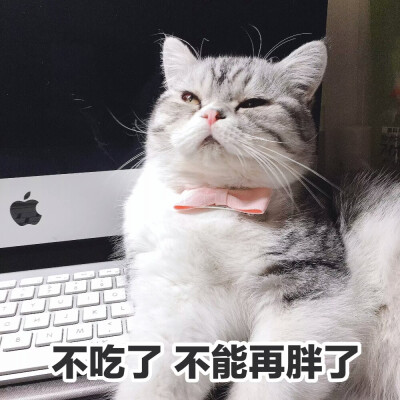 萌宠 表情包 猫咪 颓废