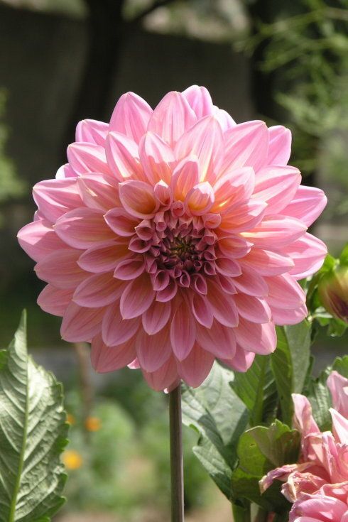 大丽花(dahlia pinnatacav.