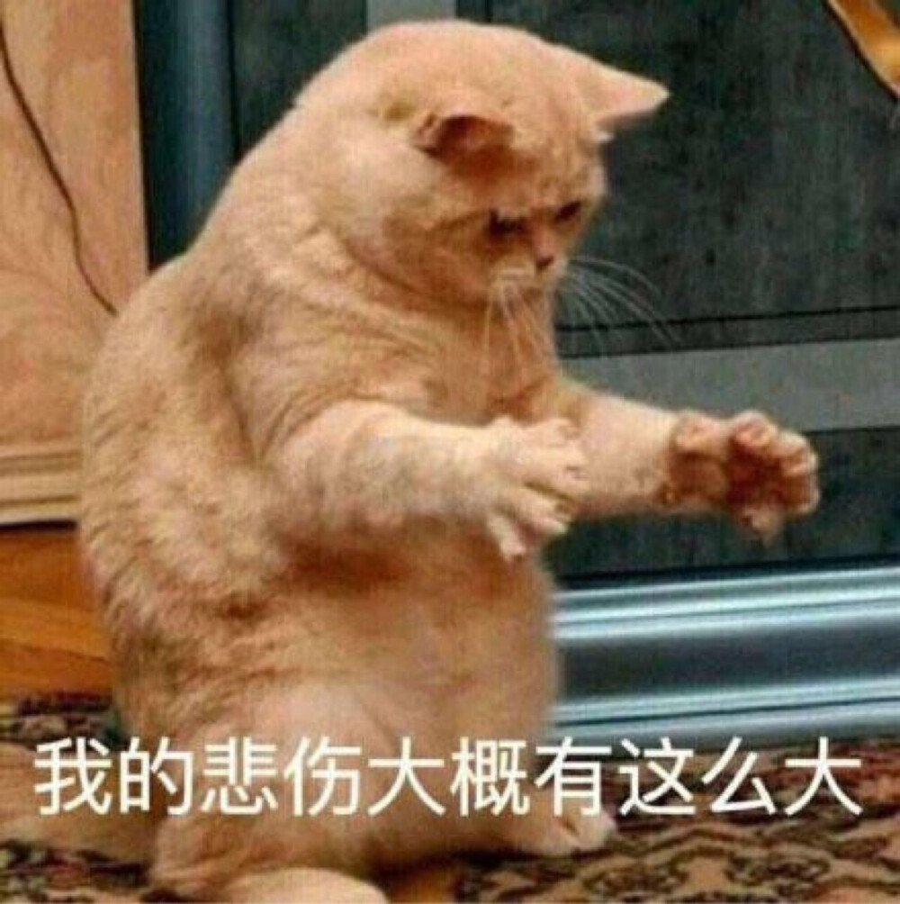 猫咪表情包