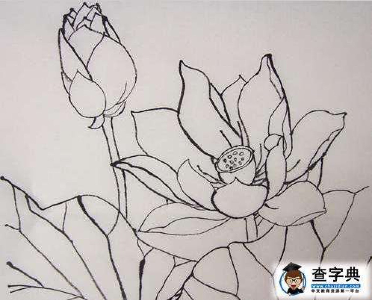 荷花