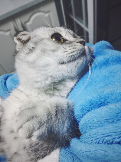 傲猫