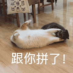 猫猫表情包动图