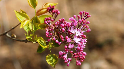 『一花一叶一世界』丁香花,唯美意境,小清新植物手机壁纸绿色的世界